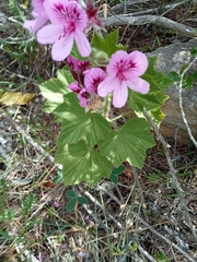 Pelargonium cucullatum