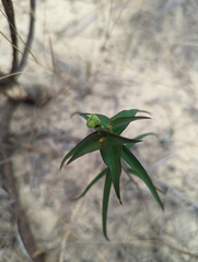 Euphorbia floridana