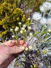 Lachnaea densiflora