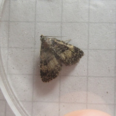 Metalectra diabolica