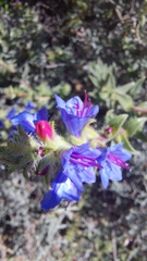 Lobostemon argenteus