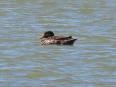 Anas undulata undulata