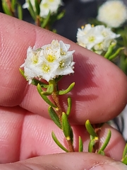 Lachnaea densiflora
