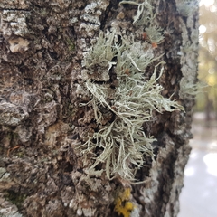 Ramalina fraxinea