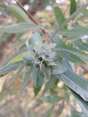 Rabdophaga rosaria