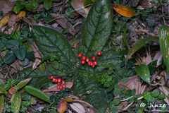 Ardisia primulifolia