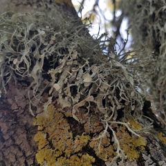 Ramalina fraxinea