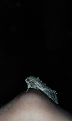 Spodoptera litura