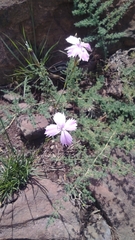 Dianthus