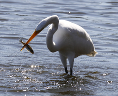 Acanthogobius flavimanus