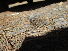 Hipparchia tamadabae