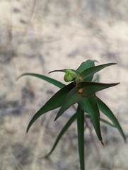 Euphorbia floridana