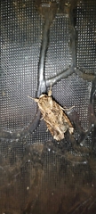 Spodoptera litura