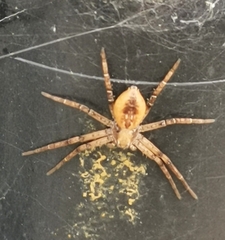 Philodromus aureolus