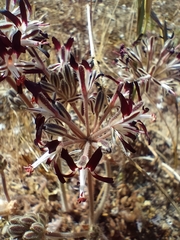 Pelargonium auritum auritum
