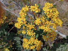 Senecio rigidus