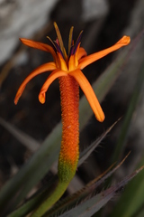 Barbacenia ensifolia