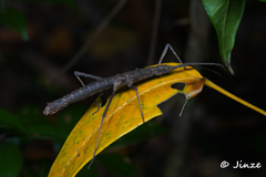 Neohirasea hongkongensis