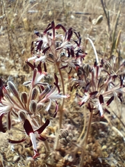 Pelargonium auritum auritum