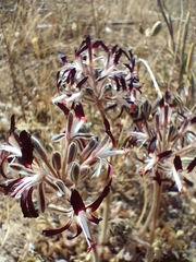 Pelargonium auritum auritum