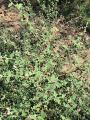 Sphaeralcea bonariensis