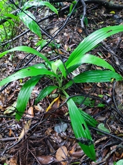 Calanthe