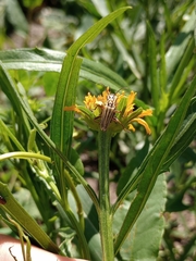 Chauliognathus scriptus