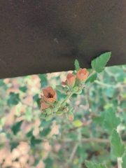 Sphaeralcea bonariensis