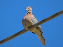 Streptopelia senegalensis senegalensis