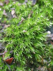 Dicranella varia