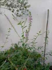 Aloysia macrostachya