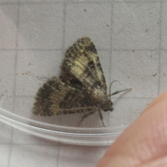 Metalectra diabolica