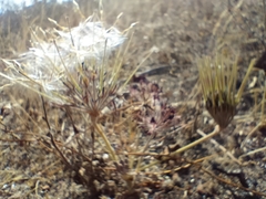 Pelargonium auritum auritum