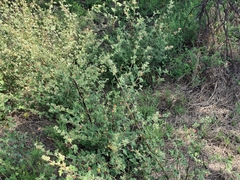 Sphaeralcea bonariensis