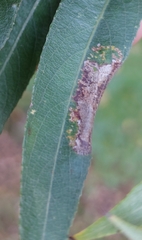 Phyllonorycter