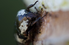 Protaetia aurichalcea