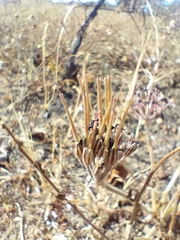 Pelargonium auritum auritum