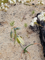 Albuca