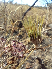 Pelargonium auritum auritum