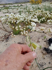 Albuca