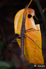 Neohirasea hongkongensis