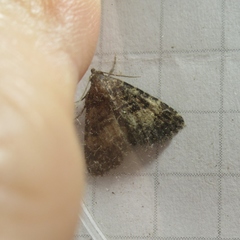 Metalectra diabolica