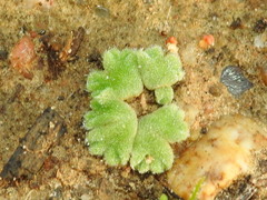 Riccia gougetiana