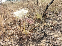 Pelargonium auritum auritum