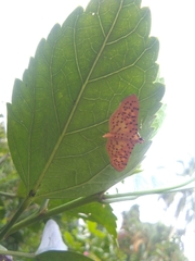 Conogethes
