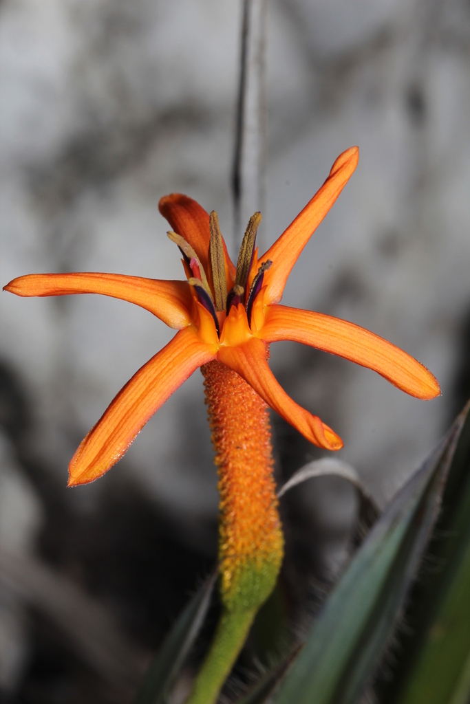 Barbacenia ensifolia