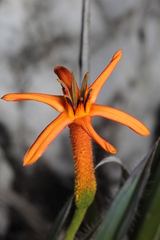 Barbacenia ensifolia