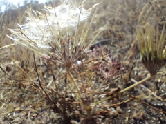 Pelargonium auritum auritum