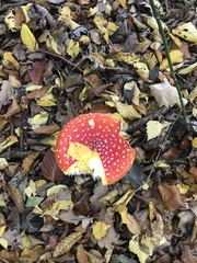 Amanita muscaria