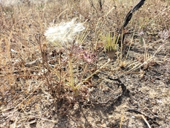 Pelargonium auritum auritum